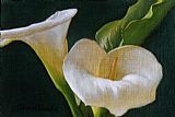 Lily Canvas Paintings - Calla Lily Duo